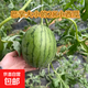 山東正宗頭茬2k手剝皮小西瓜薄皮新鮮冰激凌小糖丸超甜手撕小吊瓜 4-4.5（1-2個西瓜） 手撕小西瓜
