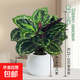 彩虹竹芋盆栽水培孔雀竹芋彩葉綠植物花卉室內(nèi)夏季天除甲醛好養(yǎng)活 彩虹竹芋（fiower自吸盆）