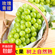 四川大涼山陽(yáng)光葡萄青提晴王無(wú)籽葡萄新鮮水果爆甜錦時(shí) 帶箱5斤（單果10g+）2-3串
