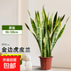 金邊虎皮蘭室內大型綠植客廳新房裝修辦公室盆栽四季常青虎尾蘭 金邊虎皮蘭15-20株/0.9-1米-原盆