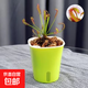 捕蠅草學(xué)生版盆栽帶盆室內(nèi)食人花巨大咬人驅(qū)蚊撲蠅食蟲(chóng)草大苗蟲(chóng)子 好望角茅膏菜1盆（帶吸水盆）+肥