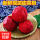 甜菜根新鮮現(xiàn)挖5斤甜菜頭紫菜頭紅甜菜可榨汁農(nóng)產(chǎn)品紅菜頭蘿卜頭 甜菜根5斤小果個數(shù)隨機