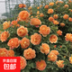 四季開(kāi)花薔薇花苗多花月季花苗特大花大苗濃香型爬藤攀援植物歐月 夏洛特1-1.3米左右【精選大苗】