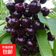 櫻桃樹(shù)苗車(chē)厘子大櫻桃苗庭院陽(yáng)臺盆地栽嫁接果樹(shù)苗木南北方種植 黑珍珠櫻桃5年苗【99%喜歡】