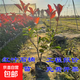 紅葉石楠樹(shù)苗 火焰紅 籬笆苗圍墻綠籬植物庭院園林綠化苗四季常青 10大杯苗；高40-50厘米冠幅30厘米(原杯原土 40cm(含)-50cm(不含)