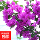 三角梅盆栽花苗四季開(kāi)花 重瓣爬藤庭院攀援植物陽(yáng)臺花卉樹(shù)苗盆景 三角梅云南紫大苗（不含盆）