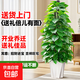 大葉綠蘿柱盆栽客廳綠植辦公室內(nèi)吸甲醛凈化空氣大型綠蘿好養(yǎng)易活 A級(jí)【旺宅樹】大葉綠蘿柱1.4-1.5米+鉆石盆