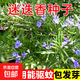 迷迭香種子種籽多年生四季常青驅蚊陽(yáng)臺盆栽可食用香草孑 迷迭香種子原裝5包約500粒