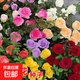 玫瑰花種子四季種籽大花開花易活室內(nèi)庭院室外陽臺盆栽植物花卉 玫瑰花種子/包約120粒 1包
