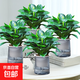 鉑金鉆盆栽綠蘿籮花卉植物室內花水培綠植多肉懶人好養發(fā)財樹(shù) 4盆金鉆25-30cm+繁星吸水盆【4盆特惠】