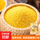 山西黃小米 油小米 月子米黃米粟米雜糧山西特產(chǎn)當季新米 黃小米500g
