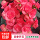 麗格海棠重瓣大花盆栽紅玫瑰室內(nèi)客廳陽臺(tái)四季開凈化空氣好養(yǎng)花卉 【開花爆盆】玫紅色 麗格海棠帶花苞 不含盆
