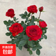 【四季循環(huán)開(kāi)花】帶花苞發(fā)貨玫瑰花苗盆栽室內外陽(yáng)臺好養花卉耐寒 紅色【一盆4-5棵帶花苞】[原盆原土]
