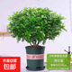 驅(qū)蚊蟲清香木盆栽正宗胡椒木花卉綠植四季好養(yǎng)凈化空氣吸甲醛植物 6年大苗1盆【加倫盆】+肥料