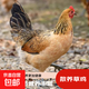 高品質(zhì)林間散養(yǎng)草雞 雞散養(yǎng)跑山雞整雞雞肉生鮮 高品質(zhì)林間散養(yǎng)草雞2.5斤±0.1斤