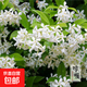 風(fēng)車茉莉爬藤植物庭院大苗絡(luò)石藤銀絲茉莉花四季開花盆栽花卉好養(yǎng) 1米左右高度三顆+肥 帶點(diǎn)土發(fā)貨【不含盆】