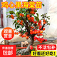 海棠冬紅果樹盆景栽南北方耐寒陽(yáng)臺(tái)庭院老樁綠植長(zhǎng)壽果苗四季西府 【雞心果】海棠老樁盆栽盆景苗60-80cm