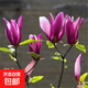 玉蘭花樹(shù)苗紫玉蘭黃白紅玉蘭樹(shù)苗庭院陽(yáng)臺盆栽地栽綠化苗木 玉蘭樹(shù)苗2cm粗【優(yōu)質(zhì)苗】