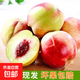 山東青州蜜桃冬桃冬雪蜜桃新鮮當季現摘脆桃毛桃半離桃水果-華俊 4.5-5斤（家庭裝） 【青州蜜桃】每斤約4-6個(gè)左右