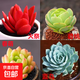 多肉植物精選圖片品種發(fā)貨照圖辦公室室內陽(yáng)臺桌面圖片品種指定品 火祭+碧桃+春萌+藍鳥(niǎo)+彩盆土