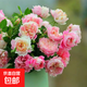 月季花苗四季開(kāi)花大花濃香型灌木月季苗庭院陽(yáng)臺盆栽地栽玫瑰花苗 護身符【微月小花，多季節開(kāi)花】 扦插小苗15-25cm高 1棵