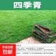 草坪真草帶土矮生馬尼拉草皮百慕大果嶺草耐寒四季常青庭院綠化苗 優(yōu)質(zhì)四季青成品草坪0.5平方帶土 10cm以下