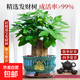 發(fā)財樹(shù)盆栽客廳辦公室內金錢(qián)樹(shù)桌面綠植三桿小招財樹(shù)開(kāi)業(yè)送禮盆景 精品三桿發(fā)財樹(shù)40-50cm【招財進(jìn)寶孔雀藍瓷盆】