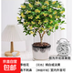桂花樹(shù)苗四季桂盆栽可食用開(kāi)花不斷室內陽(yáng)臺庭院濃香型花卉植物 精品四季桂花20-30厘米【練手裝】 不含盆