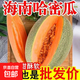 海南哈密瓜 新疆哈密瓜老漢瓜 新鮮水果 皮薄脆甜多汁 5-6斤家庭裝（1-2粒） 皮薄脆甜多汁水，口感脆甜
