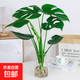 開背龜背竹水培室內(nèi)客廳綠植盆栽四季好養(yǎng)辦公室桌面水養(yǎng)植物花卉 精品龜背竹+透明圓柱25cm瓶+卡片 整體（高50-60cm）（帶吊卡）
