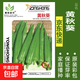 蔬菜種子四季播盆栽陽(yáng)臺庭院香菜生菜菠菜蘿卜蔥簡(jiǎn)單易種籽孑大全 黃秋葵約50粒