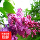丁香花樹(shù)苗庭院陽(yáng)臺盆地栽耐寒旱花卉嫁接高桿丁香樹(shù)苗綠植物苗木 紫丁香5年苗【當年開(kāi)花】99%喜歡