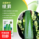 大白菜種子空心菜生菜奶油小白菜紅心胡蘿卜西葫蘆農科院蔬菜籽孑 綠箭紹菜大白菜種子 2克