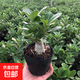 沙漠玫瑰花小苗盆栽四季花開庭院室內(nèi)外陽臺好養(yǎng)花卉綠植沙漠玫瑰 精選沙漠玫瑰/3年苗【原土發(fā)貨】顏色隨機