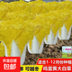 正品原裝雞蛋黃奶油大白菜種子真好吃黃心快菜種籽耐熱四季播蔬菜 【雞蛋黃】大白菜種子約1500粒1包