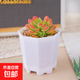 多肉植物多肉精選隨機(jī)辦公室室內(nèi)陽(yáng)臺(tái)精品高端紅寶石桃蛋紅色系列 馬庫(kù)斯+八角盆塑料+土鋪面石