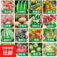 【虧本沖量】水果種子套餐草莓圣女果羊角蜜西瓜陽(yáng)臺盆栽農家田園 8424西瓜種子/包約50粒1包