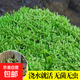 青苔蘚鮮活苔蘚微景觀(guān)植物盆景盆栽水陸缸假山草造景材料苔蘚 大灰苔蘚（11*8）厘米一盒