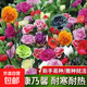 花卉種子花籽四季種易活四季開(kāi)花室外鮮花盆栽種植庭院室內多年生 康乃馨種子 500克（更實(shí)惠）