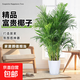散尾葵綠植鳳尾竹盆栽袖珍椰子室內大型綠植四季常青富貴椰子植物 [富貴椰子1.4米-1.5米（基地原盆）+肥料
