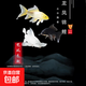 黃金龍鳳錦鯉白金烏金錦鯉大型觀賞魚好養(yǎng)耐活淡水金魚活魚草金魚 【10-12cm龍鳳系列】 黑+白+黃