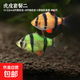 虎皮魚觀賞魚好養(yǎng)耐活小型熱帶魚 群游熱帶觀賞魚好養(yǎng)耐活 虎皮套餐二共10條（含2條備損）