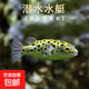 巧克力娃娃觀(guān)賞魚(yú)淡水吃螺除螺工具魚(yú)苗潛水艇熱帶小型河豚雞泡魚(yú) 3-4cm金娃娃2只飼料