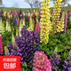 重瓣太陽(yáng)花花種子花籽四季開(kāi)花室內花卉易活室外種孑花種籽子包郵 魯冰花約50粒
