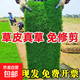 草皮真草坪種子帶泥土別墅花園綠化四季青果嶺草臺灣草草皮帶土 別墅專(zhuān)用草坪顏色深綠5平方