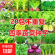 20種蔬菜種子套餐四季易種室內陽(yáng)臺盆栽庭院蔬菜種子大全混裝 菜心1000?！景l(fā)1包】