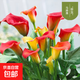 進(jìn)口彩色馬蹄蓮種球花種花卉盆栽四季種易活開(kāi)花不斷陽(yáng)臺室內盆栽 馬蹄蓮菲戈種球球5-7cm(1個(gè)球)