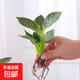春羽盆栽植物水培如意皇后觀葉綠植鴨腳木金鉆盆栽竹柏小紅掌 鉑金鉆1株