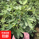 無(wú)花果樹果苗特大果波姬紅帶果矮化盆栽四季結(jié)果南北方陽(yáng)臺(tái)可種植 芭勞奈品種-5年苗【當(dāng)年結(jié)果】