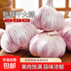 2025年新干蒜農(nóng)家土蒜批發(fā)價大蒜正宗杞縣紫白皮大蒜特大蔬菜大蒜 原產(chǎn)地農(nóng)家土蒜特大果【5-6】 1斤【帶箱】試吃